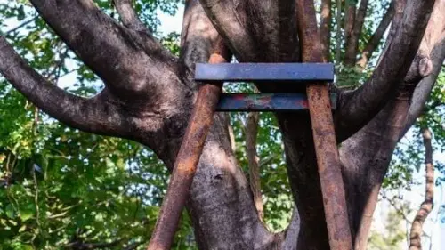 Tree Cabling & Bracing Pocatello